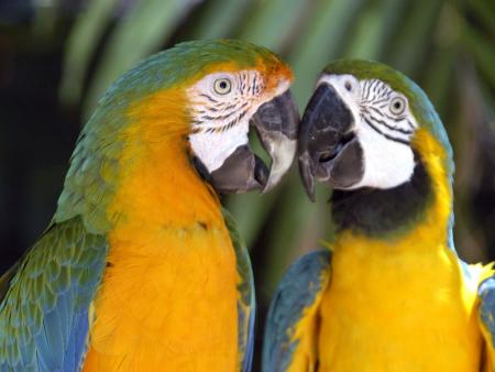 COUPLES DE PERROQUETS