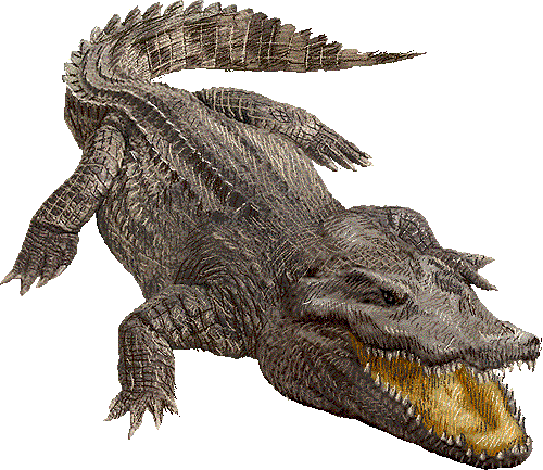 CROCRODILLE