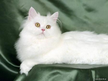 CHAT BLANC PERSAN