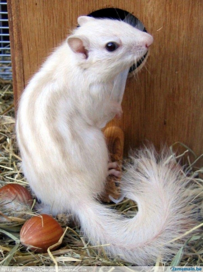 ecureuille blanc
