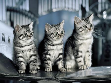 chatons
